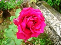 fullbloomredrose.jpg fullbloomredrose.jpg