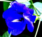 Butterfly_Pea_Double_Flower_(_Clitoria_Ternatea_).JPG