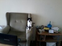 Mister Ellis In Charge.jpg