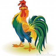 Rooster