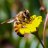 BeeSqueezer87