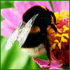 Bee.jpg