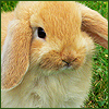 Bunny.jpg
