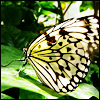 Butterfly.jpg