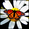 Butterfly2.jpg