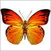 Butterfly3.jpg