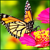 Butterfly4.jpg