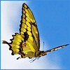 Butterfly5.png