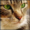 Cat1.jpg