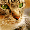Cat4.png