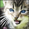 Cat5.png