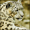 Cheetah.png