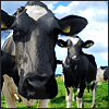 Cow.png