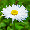 Daisy.jpg