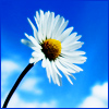 Daisy2.jpg