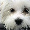 Dog1.jpg