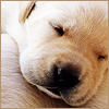 Dog2.jpg