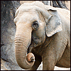 Elephant.png