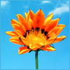 Flower.jpg