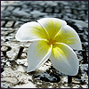 Flower2.png