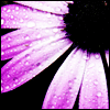 Flower3.png