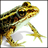 Frog.jpg