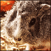 Fuzzy.png