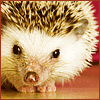 Hedgehog.png