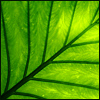 Leaf.jpg