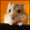 Mouse.png
