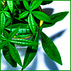 Plant.jpg