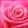 Rose.jpg