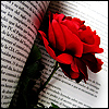 Rose2.jpg