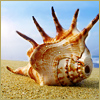 Seashell.jpg