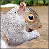 Squirrel.jpg